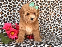 Britney, a female Poodle - Toy  and Poodle - Miniature  for sale in Davenport, FL – 6 of 10
