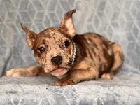Buster-price reduced , a male French Bulldog and American Pit Bull Terrier for sale in Davenport, FL – 8 of 10