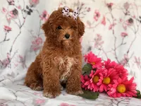 Rosie, a female Poodle - Miniature  for sale in Davenport, FL – 5 of 10