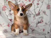 Hope, a female Pembroke Welsh Corgi for sale in Davenport, FL – 10 of 10
