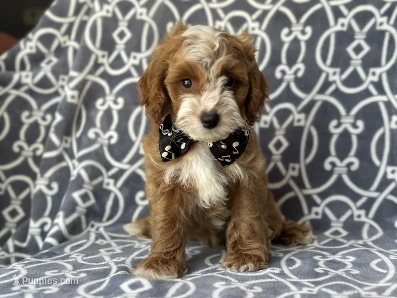 Bobby – Cockapoo, Poodle - Toy  puppy for sale in Davenport, FL