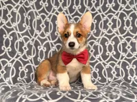 Max, a male Pembroke Welsh Corgi for sale in Davenport, FL – 7 of 10