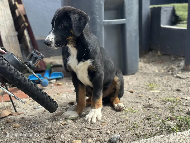 Tucker – German Shepherd Dog, Bernese Mountain Dog puppy for sale in Davenport, FL