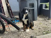 Tucker, a male German Shepherd Dog and Bernese Mountain Dog for sale in Davenport, FL – Photo 4 of 5