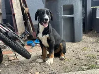Tucker, a male German Shepherd Dog and Bernese Mountain Dog for sale in Davenport, FL – Photo 3 of 5