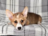 Luke , a male Pembroke Welsh Corgi for sale in Davenport, FL – 5 of 10