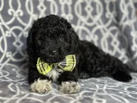Socks , a male Poodle - Miniature  and Havapoo for sale in Davenport, FL – 4 of 10