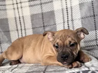 Scout-price reduced , a male French Bulldog and American Pit Bull Terrier for sale in Davenport, FL – 4 of 10