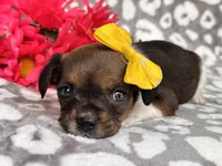Beauty, a female French Bulldog and Cockapoo for sale in Davenport, FL – 4 of 10