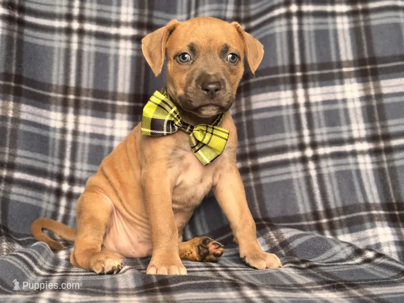 Buck – American Pit Bull Terrier, Cane Corso puppy for sale in Davenport, FL