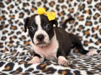 Reba, a female American Pit Bull Terrier and Cane Corso for sale in Davenport, FL – 8 of 10