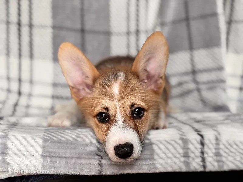 Luke  – Pembroke Welsh Corgi puppy for sale in Davenport, FL