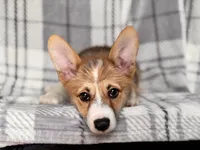 Luke , a male Pembroke Welsh Corgi for sale in Davenport, FL – 1 of 10