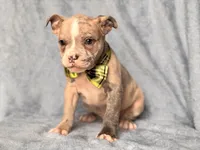 Dagger, a male French Bulldog and American Pit Bull Terrier for sale in Davenport, FL – 3 of 10