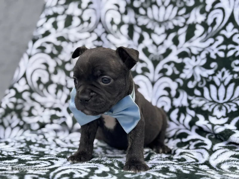 Camo – French Bulldog, American Pit Bull Terrier puppy for sale in Davenport, FL