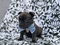 Camo, a male French Bulldog and American Pit Bull Terrier for sale in Davenport, FL – 1 of 10