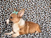 Hope-price reduced , a female Pembroke Welsh Corgi for sale in Davenport, FL – 7 of 9
