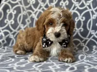 Bobby, a male Cockapoo and Poodle - Toy  for sale in Davenport, FL – 7 of 8