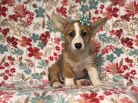 Rue, a female Pembroke Welsh Corgi for sale in Davenport, FL – 7 of 9