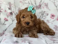 Barbie, a female Cockapoo and Poodle - Toy  for sale in Davenport, FL – 4 of 9