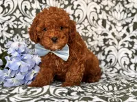 Joe, a male Cavapoo and Poodle - Toy  for sale in Davenport, FL – 6 of 10