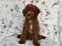 Mini-sale, a female Cavapoo and Poodle - Miniature  for sale in Davenport, FL – 9 of 10
