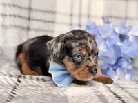 Squirrel, a male French Bulldog and Cockapoo for sale in Davenport, FL – 9 of 10