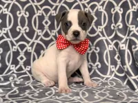 Rodeo , a male American Pit Bull Terrier and Cane Corso for sale in Davenport, FL – 7 of 10