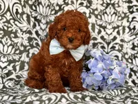 Joe, a male Cavapoo and Poodle - Toy  for sale in Davenport, FL – 7 of 10