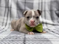 Dagger, a male French Bulldog and American Pit Bull Terrier for sale in Davenport, FL – 8 of 10