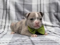 Dagger, a male French Bulldog and American Pit Bull Terrier for sale in Davenport, FL – 4 of 10