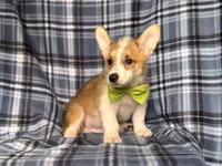 Jax , a male Pembroke Welsh Corgi for sale in Davenport, FL – 4 of 10