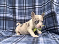 Charlie, a male French Bulldog and American Pit Bull Terrier for sale in Davenport, FL – 4 of 10