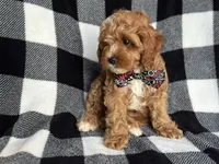Curious, a male Cavapoo and Poodle - Miniature  for sale in Davenport, FL – 3 of 9