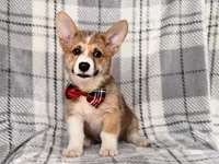 Luke , a male Pembroke Welsh Corgi for sale in Davenport, FL – 6 of 10