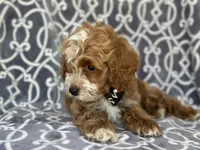 Bobby, a male Cockapoo and Poodle - Toy  for sale in Davenport, FL – 6 of 8