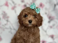 Joy, a female Cavapoo and Poodle - Miniature  for sale in Davenport, FL – 1 of 10