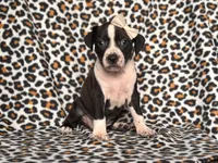 Reba, a female American Pit Bull Terrier and Cane Corso for sale in Davenport, FL – 4 of 10