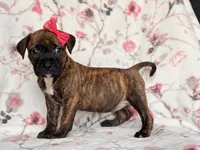 Opossum , a female American Pit Bull Terrier and Cane Corso for sale in Davenport, FL – 4 of 10