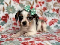 Quinn cookie, a female French Bulldog and Cockapoo for sale in Davenport, FL – 4 of 10