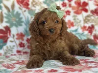 Delilah, a female Cavapoo and Poodle - Miniature  for sale in Davenport, FL – 4 of 8