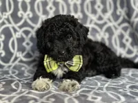 Socks , a male Poodle - Miniature  and Havapoo for sale in Davenport, FL – 5 of 10