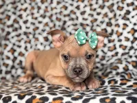 Stella, a female French Bulldog and American Pit Bull Terrier for sale in Davenport, FL – 8 of 10