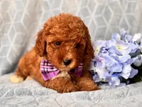 James, a male Cavapoo and Poodle - Toy  for sale in Davenport, FL – 9 of 10