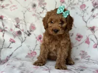 Barbie, a female Cockapoo and Poodle - Toy  for sale in Davenport, FL – 6 of 9