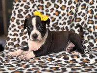 Reba, a female American Pit Bull Terrier and Cane Corso for sale in Davenport, FL – 2 of 10