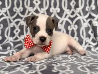 Rodeo , a male American Pit Bull Terrier and Cane Corso for sale in Davenport, FL – 1 of 10