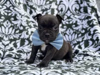 Camo, a male French Bulldog and American Pit Bull Terrier for sale in Davenport, FL – 9 of 10