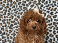  Bubbles , a female Cavapoo and Poodle - Miniature  for sale in Davenport, FL – 10 of 10