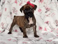 Opossum , a female American Pit Bull Terrier and Cane Corso for sale in Davenport, FL – 7 of 10